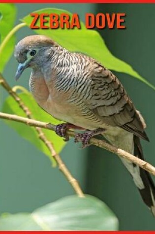 Cover of Zebra Dove