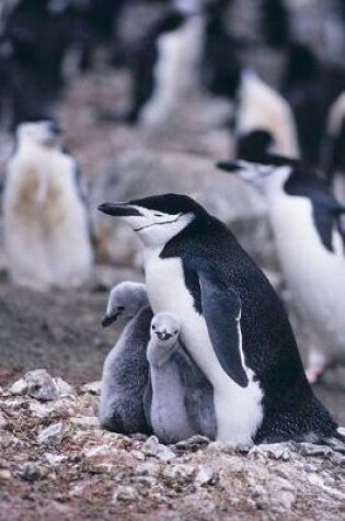 Cover of Chinstrap Penguin Notebook