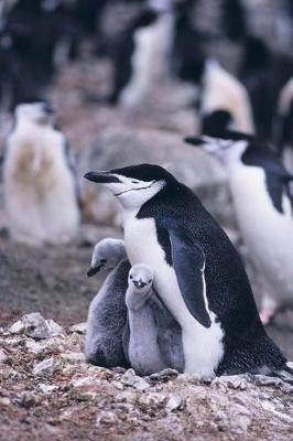 Book cover for Chinstrap Penguin Notebook