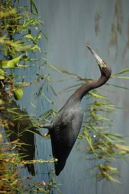 Book cover for Blue Heron Calmly Fishing, Birds of the World