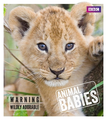 Cover of Animal Babies