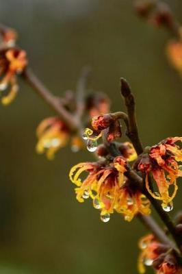 Book cover for Witch Hazel Flowers Journal