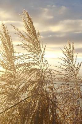 Book cover for Japanese Silver Grass at Sunset Journal