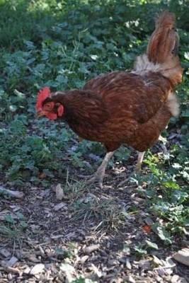 Book cover for Chicken Pecking on the Ground