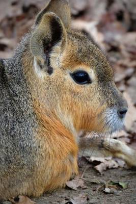 Book cover for Patagonian Mara Hare Profile, for the Love of Animals