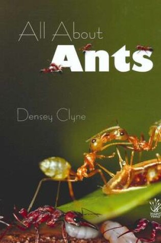 Cover of All About Ants