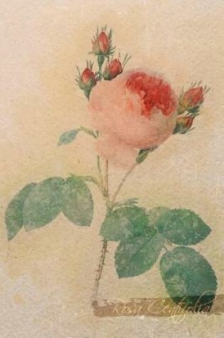 Cover of Rosa Centifolia