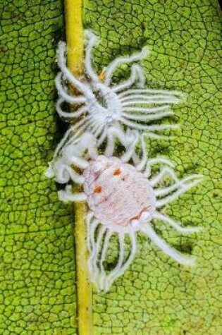 Cover of Mealybugs Journal