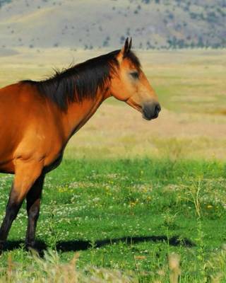 Book cover for American Quarter Horse