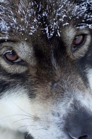 Cover of Cool Husky Sled Dog Up Close Pet Journal