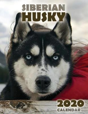 Book cover for The Siberian Husky 2020 Calendar