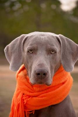 Book cover for Weimaraner Dog with an Orange Scarf Journal