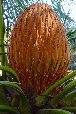 Book cover for Sago Palm Cone, for the Love of Nature