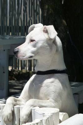 Book cover for White Dog Watches the World Go By Journal