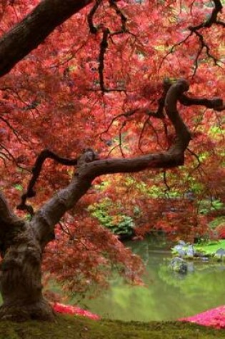 Cover of An Enormous Japanese Maple Tree with Brilliant Pink Leaves