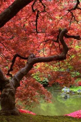 Book cover for An Enormous Japanese Maple Tree with Brilliant Pink Leaves