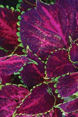 Book cover for Purple Coleus Journal