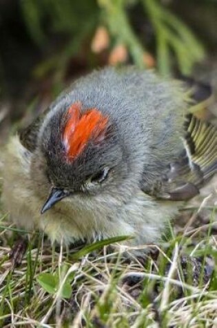 Cover of Chipping Sparrow (Spizella Passerina) Bird Journal