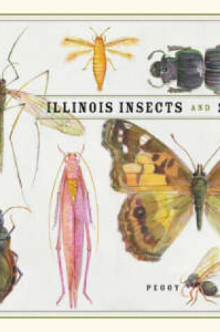 Cover of Illinois Insects and Spiders