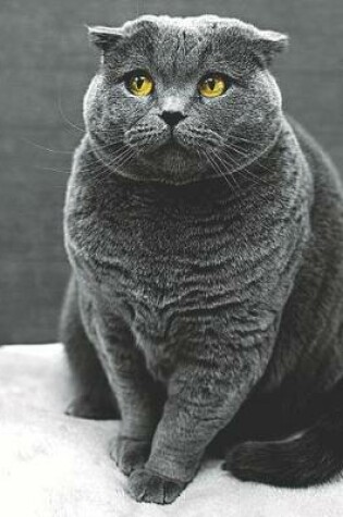 Cover of Scottish Fold Cat