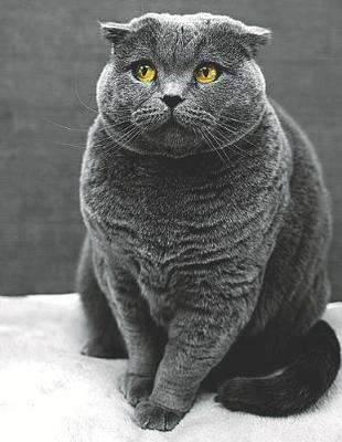 Book cover for Scottish Fold Cat