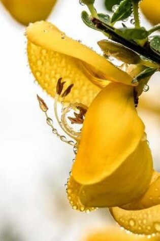 Cover of Yellow Genista Broom Flower Covered in Dew Journal