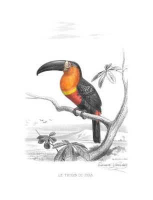 Book cover for Ariel Toucan Composition Notebook