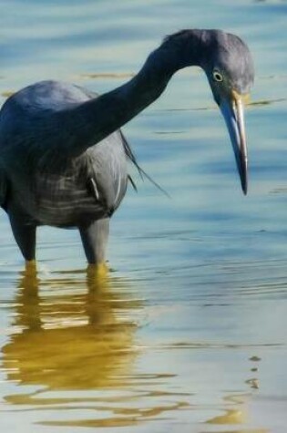 Cover of Little Blue Heron Wading in Florida, Birds of the World