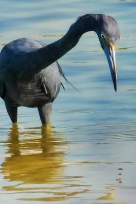 Book cover for Little Blue Heron Wading in Florida, Birds of the World