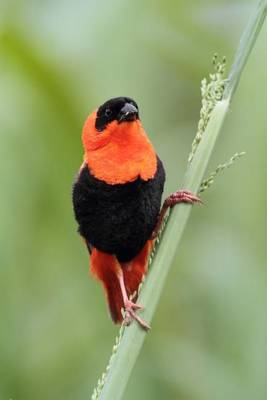 Book cover for Orange Bishop Bird Journal