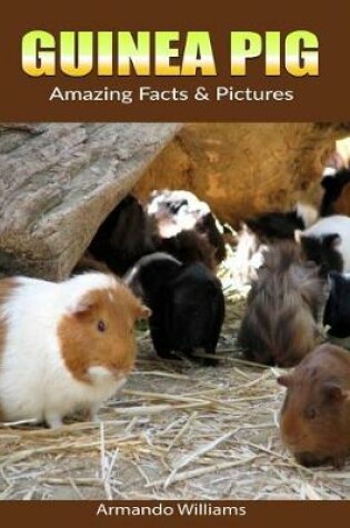 Cover of Guinea pig