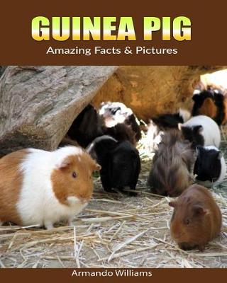 Book cover for Guinea pig