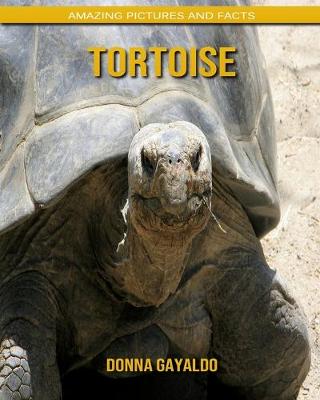 Book cover for Tortoise