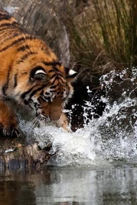 Book cover for A Siberian Tiger Splashing in the Water