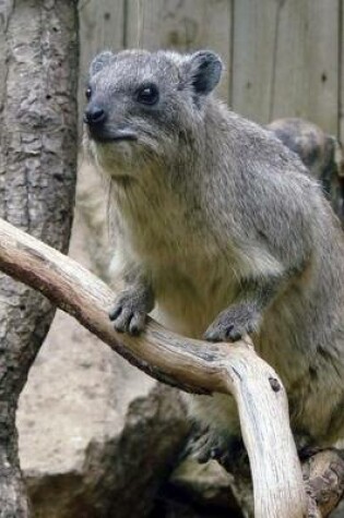 Cover of Procavia Capensis Rock Hyrax Climbing