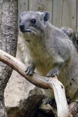 Book cover for Procavia Capensis Rock Hyrax Climbing