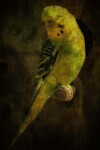 Book cover for Parakeet