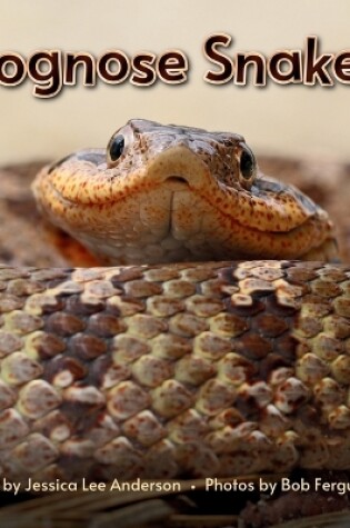 Cover of Hognose Snakes