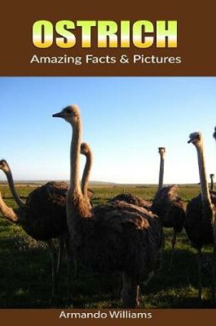 Cover of Ostrich