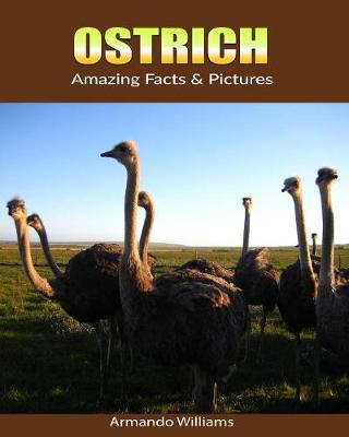 Book cover for Ostrich