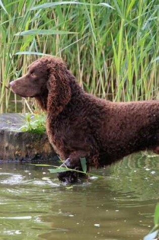 Cover of The American Water Spaniel Dog Journal
