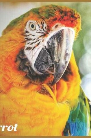 Cover of Parrot 2021 Wall Calendar