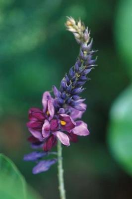 Cover of Floral Journal Flowering Kudzu Purple Plant