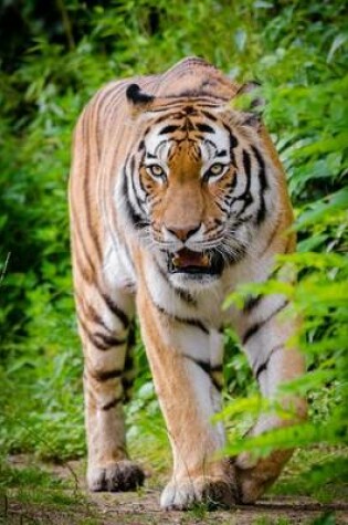 Cover of A Tiger Patrolling a Trail