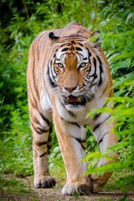 Book cover for A Tiger Patrolling a Trail