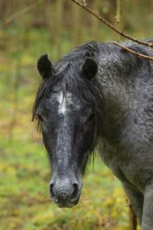 Cover of A Wild New Forest Pony in the British Isles Journal