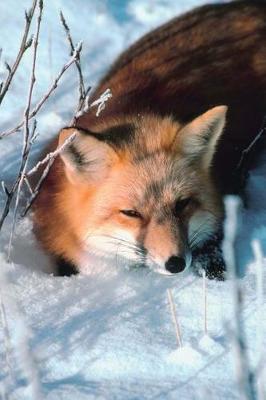 Book cover for Journal Red Fox Lies In Snow