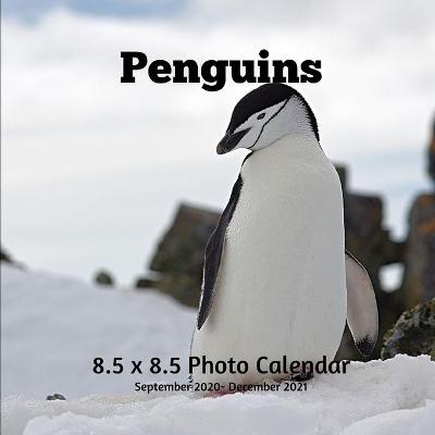 Book cover for Penguins 8.5 X 8.5 Calendar September 2020 -December 2021