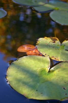 Book cover for Lily Pads in a Pond Journal