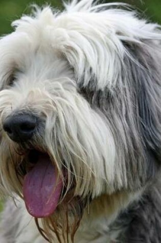 Cover of A Sitting Bearded Collie, for the Love of Dogs